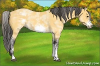 Horse Color:White Spotted Buckskin Sabino Frame 