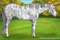 Horse Color:Blue Roan Sabino Splash  and White Spotted Black Sabino Splash 