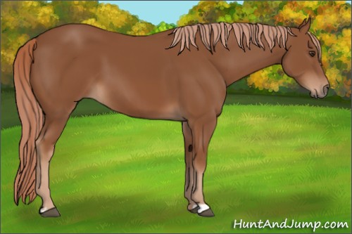 Horse Color:Chestnut 