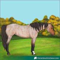 Horse Color:Bay Roan Rabicano 