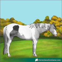 Horse Color:Black Tobiano 