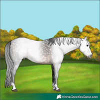Horse Color:Gray Brown Rabicano 