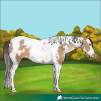 Horse Color:White Spotted Sable Champagne Splash Tobiano Frame 