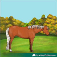 Horse Color:Silver Bay 