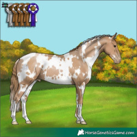 Horse Color:White Spotted Black Pearl