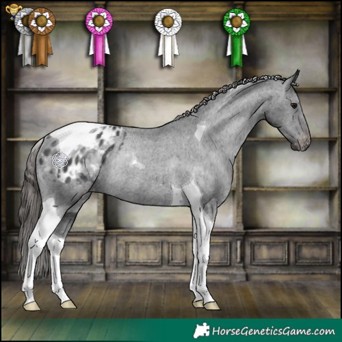 Horse Color:Black Tobiano Appaloosa Rabicano 