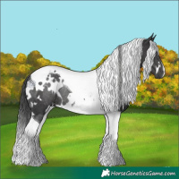 Horse Color:White Spotted Black Tobiano Rabicano