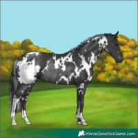 Horse Color:White Spotted Black Rabicano 