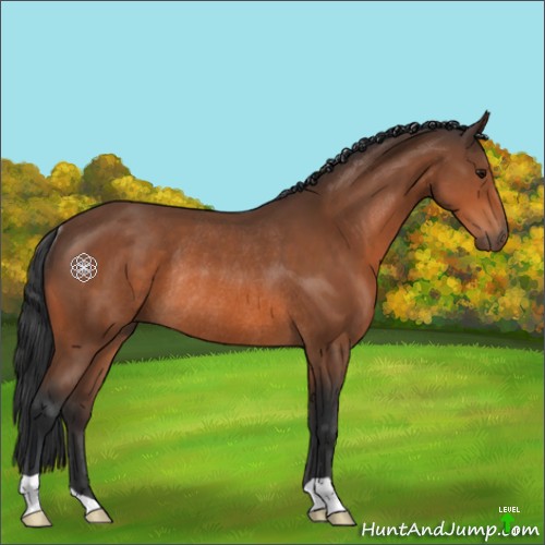 Horse Color:Bay Rabicano 
