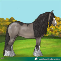 Horse Color:Smoky Grullo 