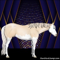 Horse Color:Gold Champagne Pearl Splash 