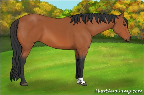 Horse Color:Bay 