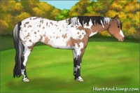Horse Color:White Spotted Bay Appaloosa Rabicano 