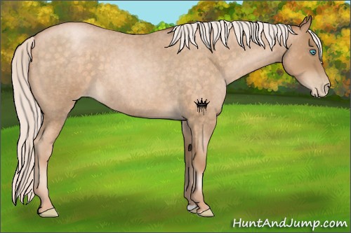 Horse Color:Silver Buckskin Roan Pearl 