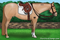 Horse Color:Bay Pearl 