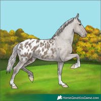Horse Color:Silver Grullo Appaloosa 