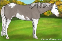 Horse Color:Platinum Silver Grullo Sabino Splash Appaloosa 