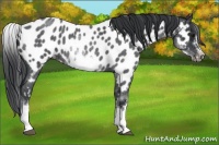 Horse Color:White Spotted Blue Roan Splash Frame Appaloosa 