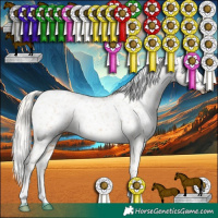 Horse Color:Gray White Spotted Silver Buckskin Pearl Sabino Splash Appaloosa 