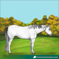 Horse Color:White Spotted Black Splash Frame Appaloosa 
