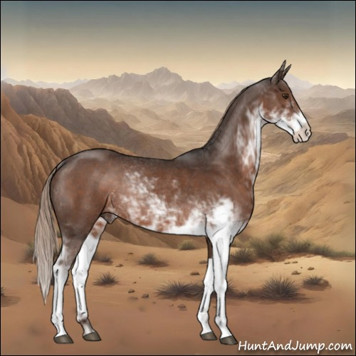 Horse Color:Liver Chestnut Sabino Rabicano 