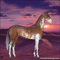 Horse Color:Buckskin Sabino 