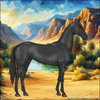 Horse Color:Black 
