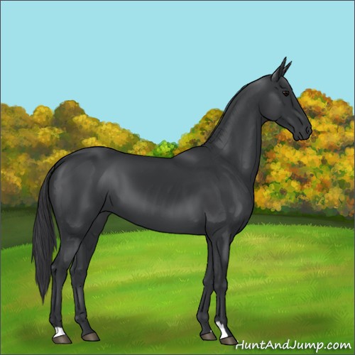 Horse Color:Black 