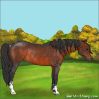 Horse Color:Brown Sabino Rabicano 