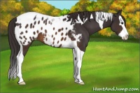 Horse Color:Buckskin Sabino Splash Tobiano Blanket 