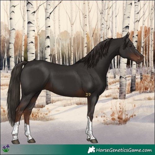 Horse Color:Liver Chestnut Tobiano