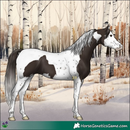 Horse Color:Liver Chestnut Splash Tobiano 