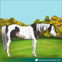 Horse Color:Liver Chestnut Splash Tobiano 