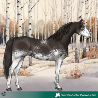 Horse Color:White Spotted Liver Chestnut 