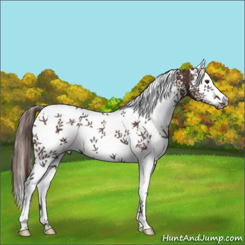 Horse Color:White Spotted Liver Chestnut 