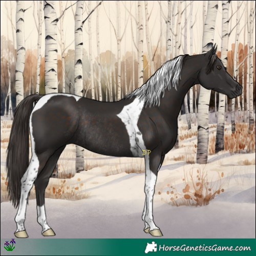Horse Color:Liver Chestnut Tobiano Rabicano