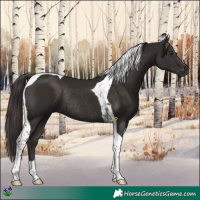 Horse Color:Liver Chestnut Tobiano Rabicano 