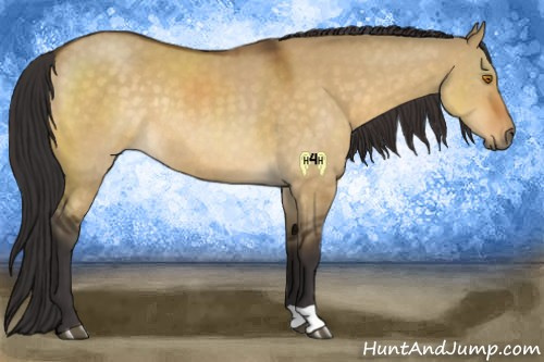 Horse Color:Buckskin Dun Rabicano 