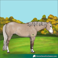Horse Color:Silver Grullo Sabino Rabicano 