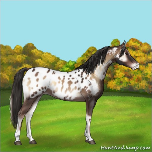Horse Color:Liver Red Onyx Appaloosa 