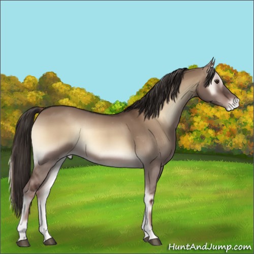 Horse Color:Liver Red Dun Onyx Appaloosa 