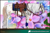 Horse Color:Gold Champagne Ice Onyx Appaloosa Brindle 