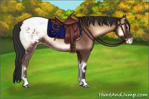 Horse Color:Liver Red Onyx Snowcap Rabicano 
