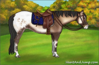 Horse Color:Liver Red Onyx Appaloosa Rabicano 