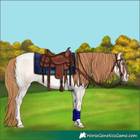 Horse Color:Buckskin Roan Pearl Onyx Brindle