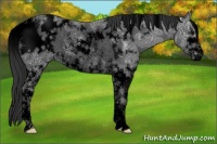 Horse Color:Void White Spotted Black Ice Sabino Varnish Rabicano 