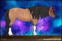 Horse Color:Bay Roan 