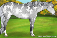 Horse Color:Painted White Spotted Silver Grullo Chinchilla Rabicano