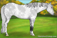 Horse Color:White Spotted Silver Grullo Chinchilla Rabicano 