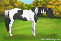 Horse Color:Black Tobiano 